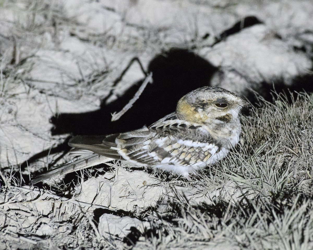 White-tailed Nightjar - Anthony Kaduck