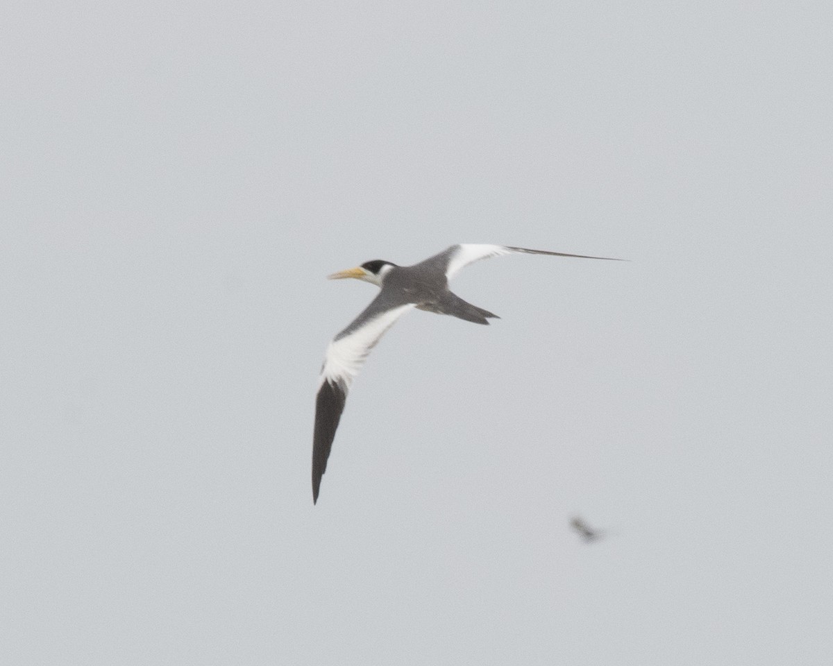 Large-billed Tern - Anthony Kaduck