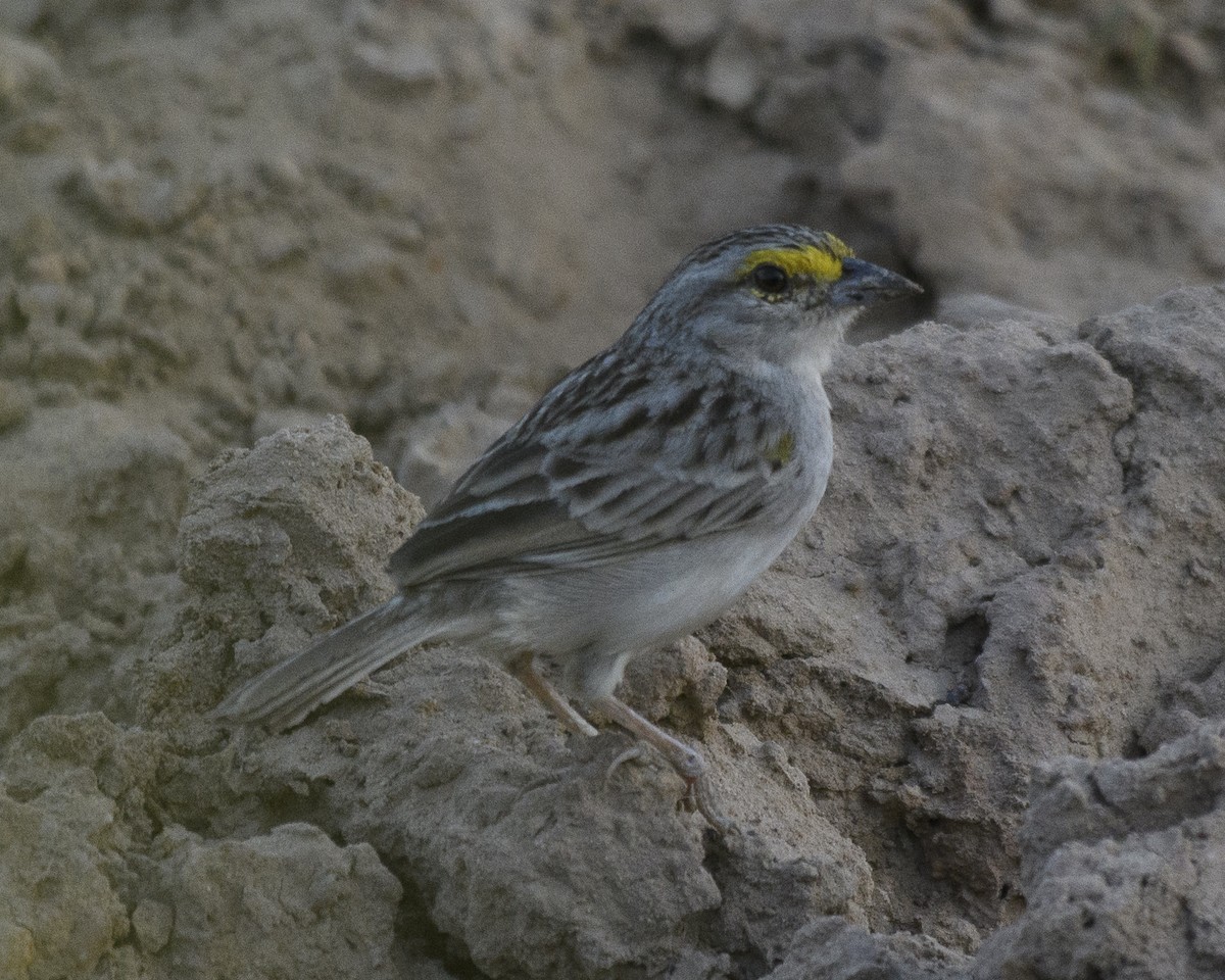 Yellow-browed Sparrow - Anthony Kaduck