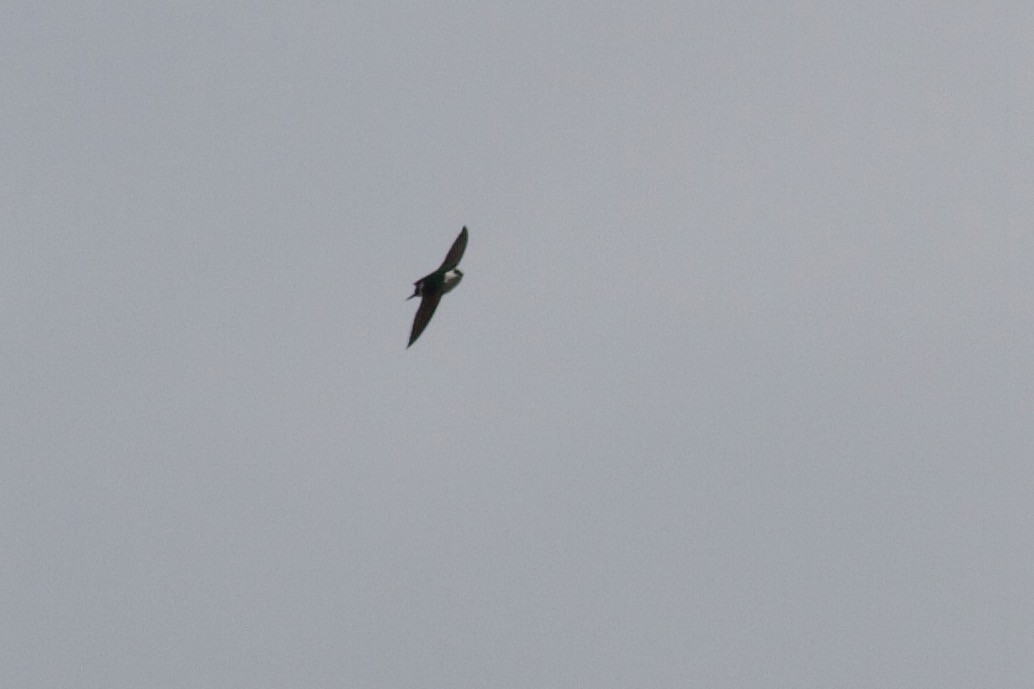 Violet-green Swallow - ML216112331