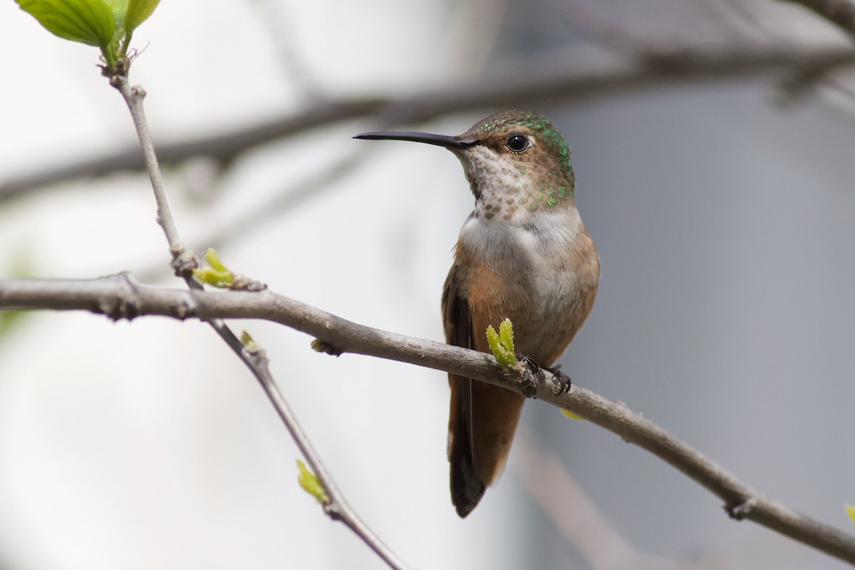 Allen's Hummingbird - ML216112451