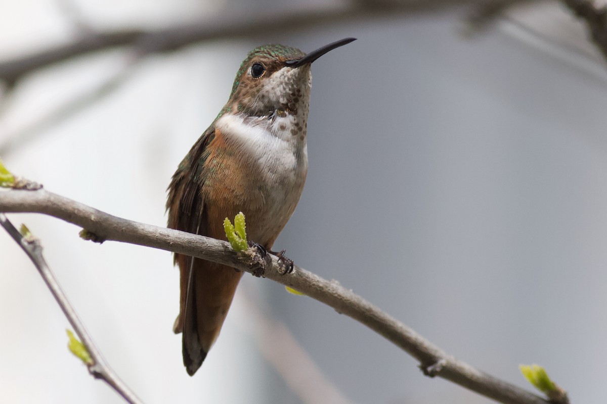 Allen's Hummingbird - ML216112471