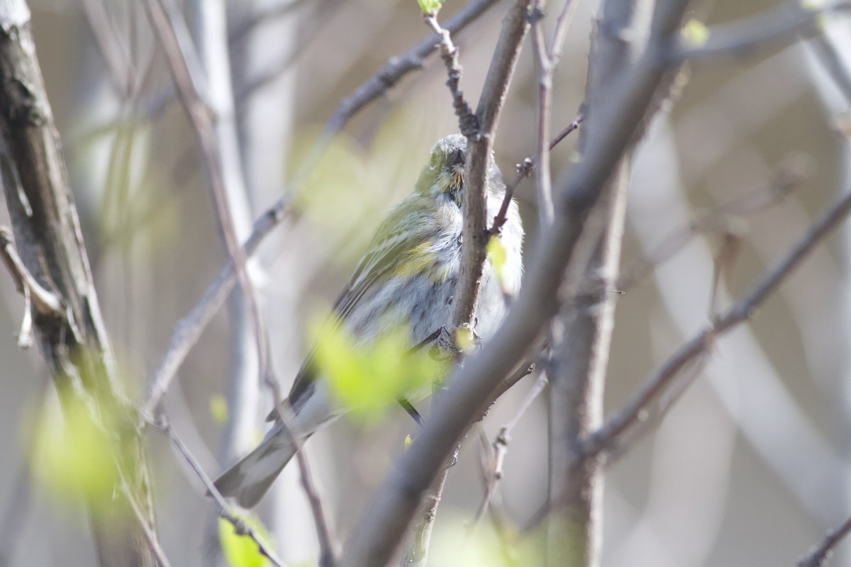 Yellow-rumped Warbler (Audubon's) - Ryan Terrill
