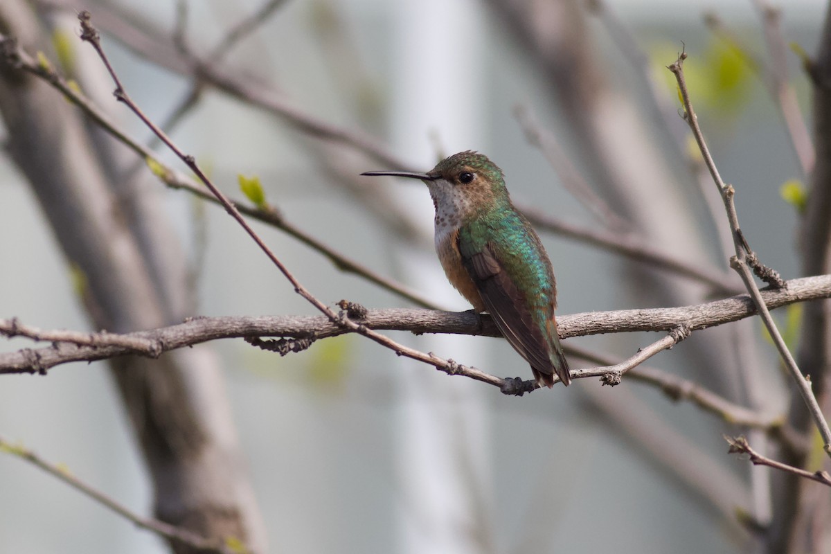 Allen's Hummingbird - ML216113401