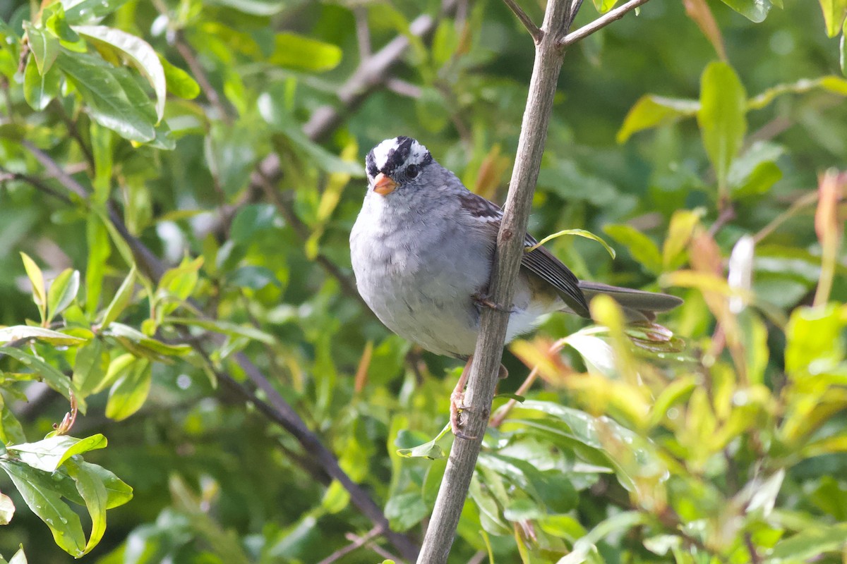 White-crowned Sparrow (Gambel's) - ML216113811