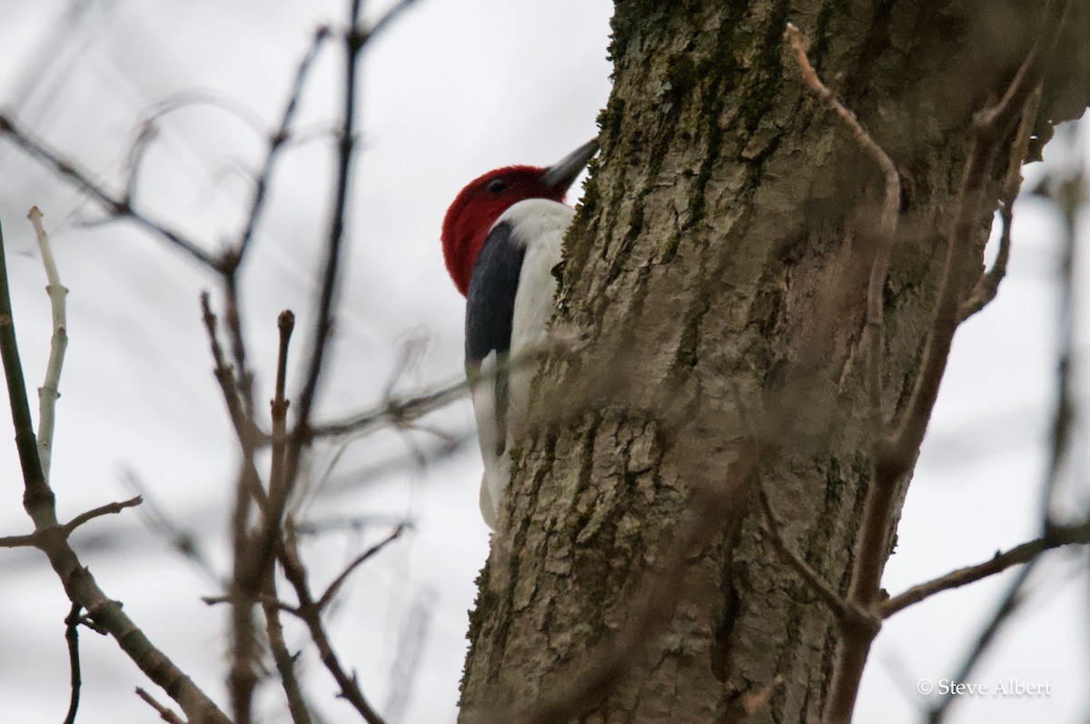 Red-headed Woodpecker - ML216114801