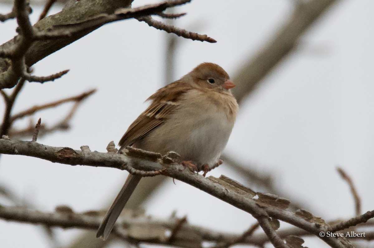 Field Sparrow - Steve A