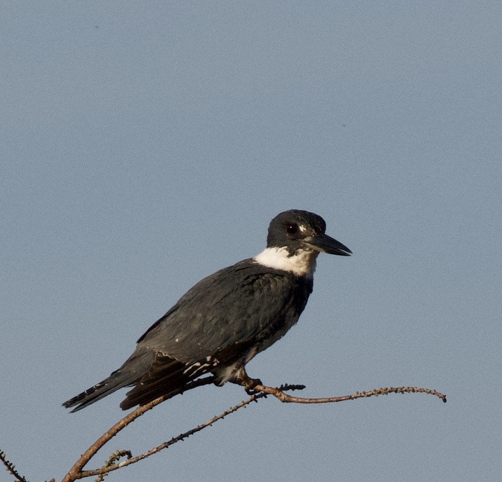 Belted Kingfisher - ML216115021
