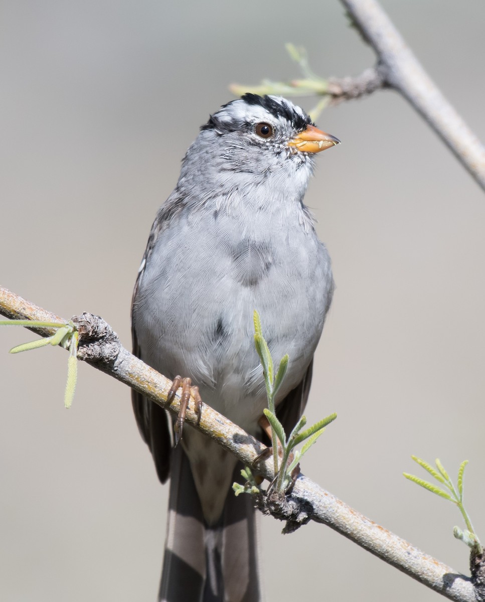 White-crowned Sparrow (Gambel's) - ML216122401