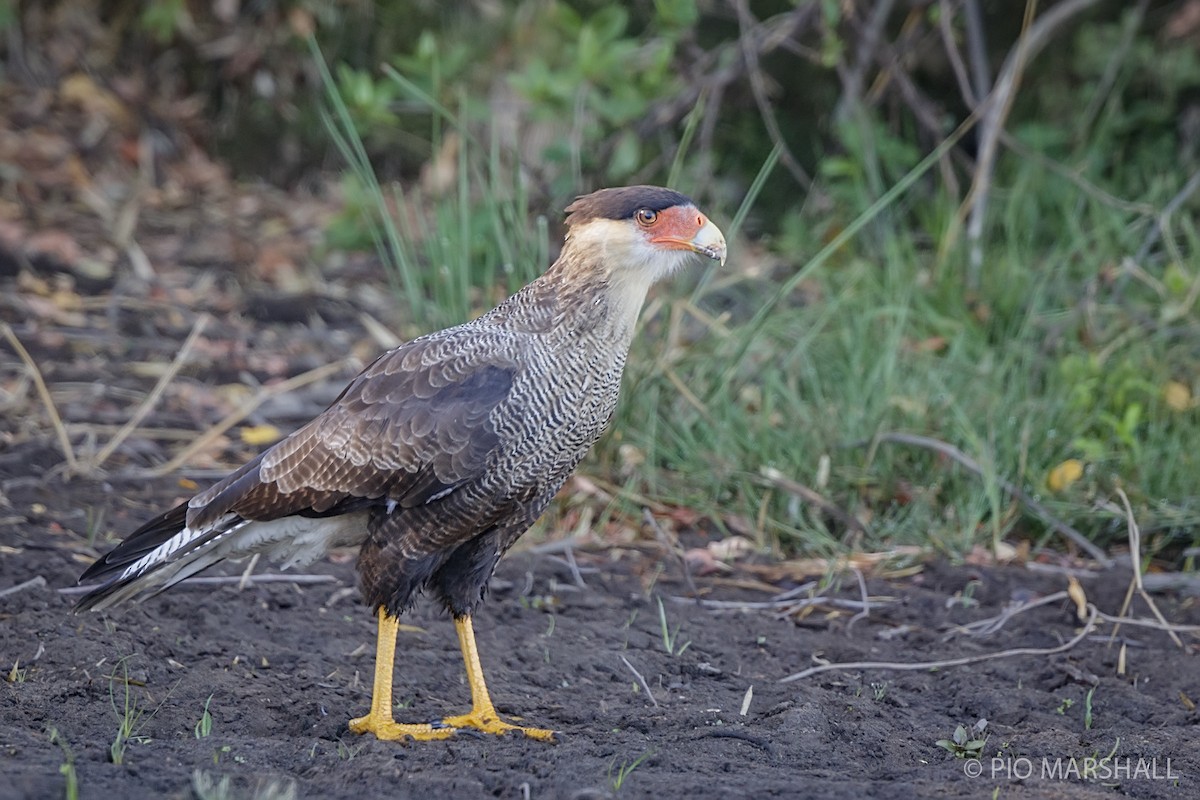 Crested Caracara (Southern) - ML216123971