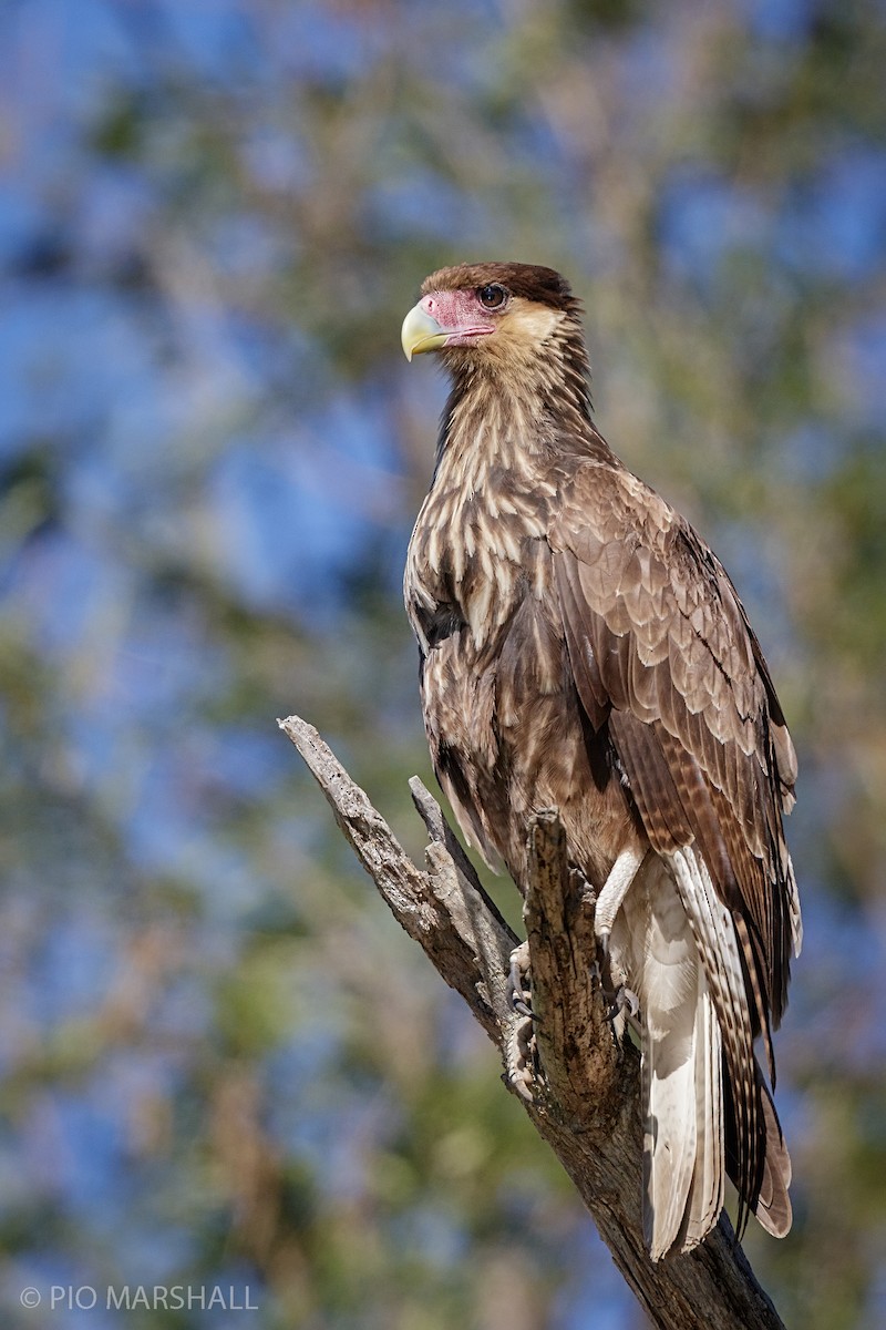 Crested Caracara (Southern) - ML216123991
