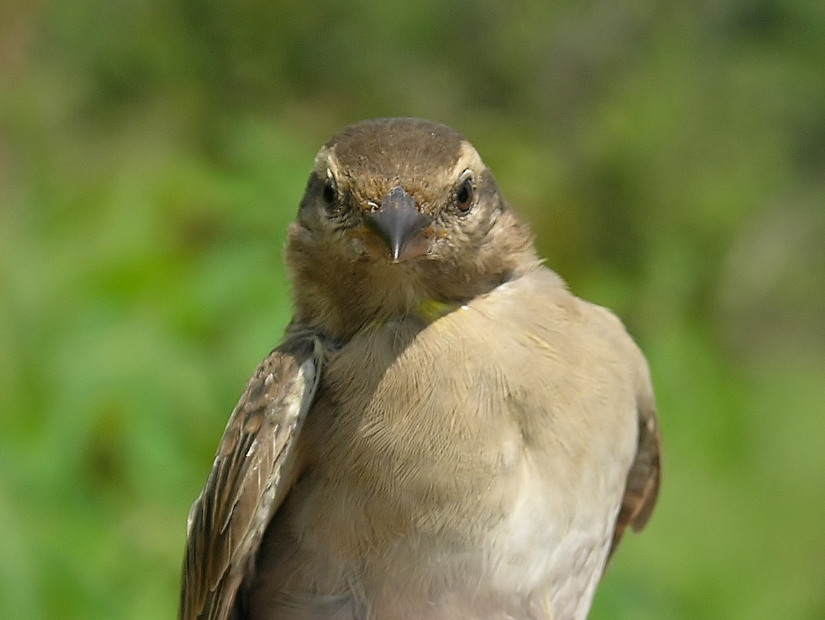 Yellow-throated Bush Sparrow - Tony King