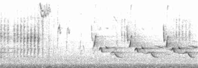 Каролинский крапивник - ML216125261