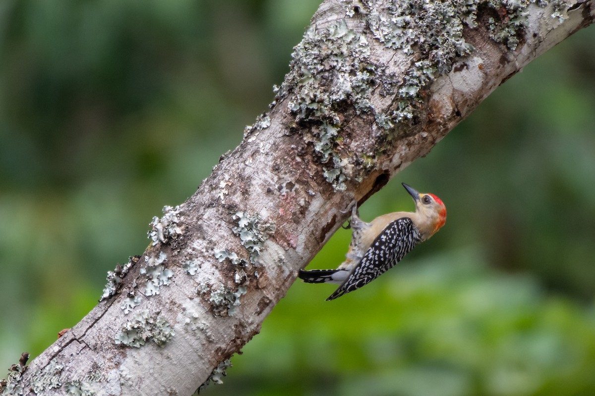 Red-crowned Woodpecker - Richard Latuchie