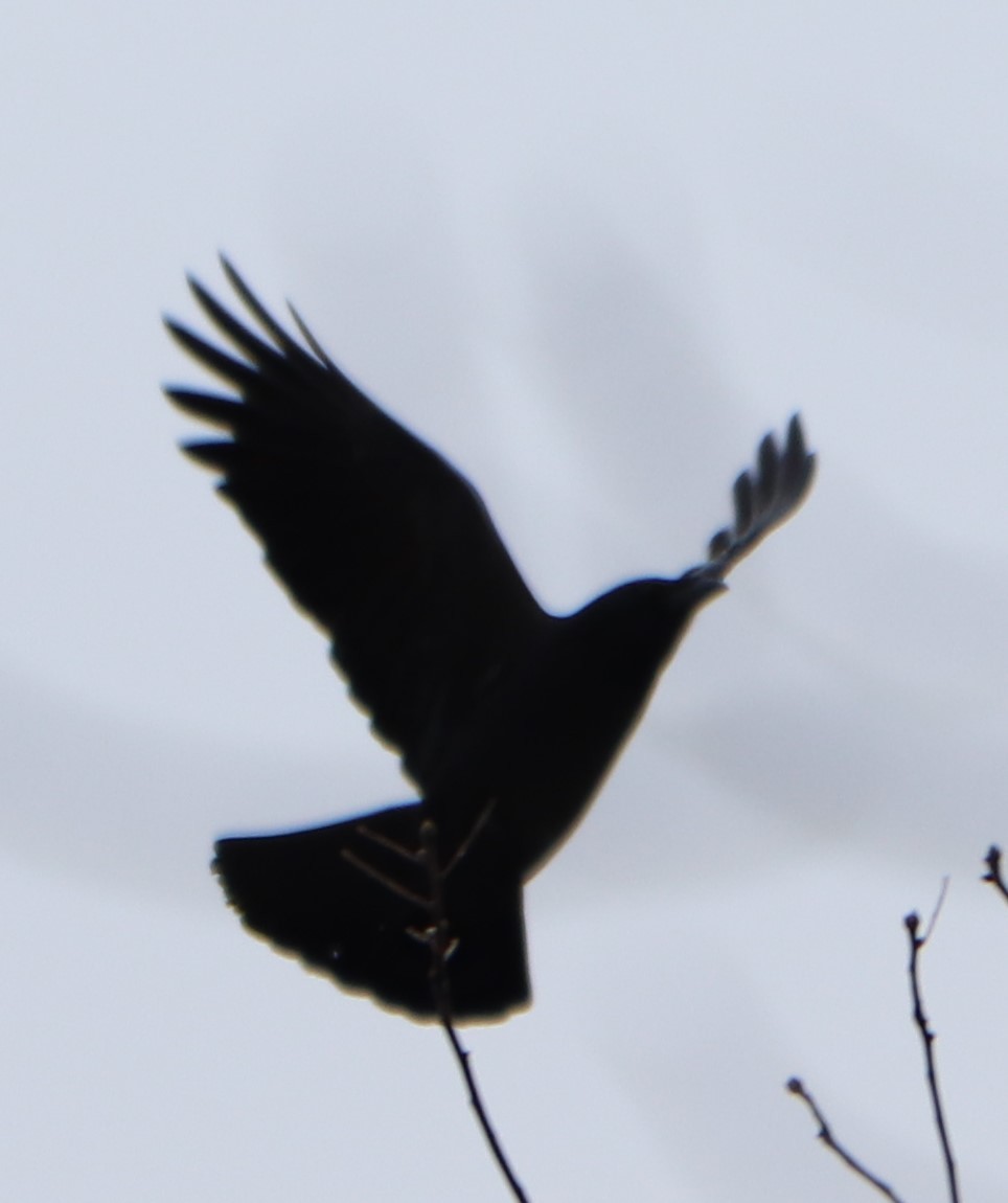 American Crow - valerie heemstra
