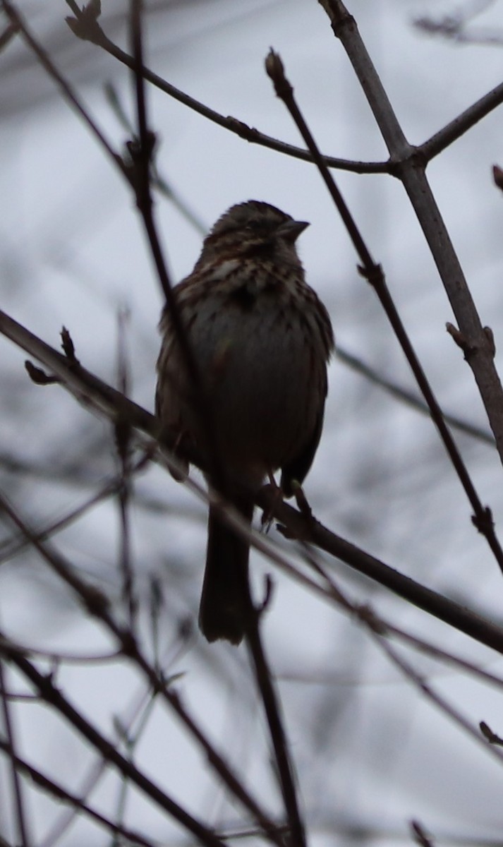 Song Sparrow - valerie heemstra