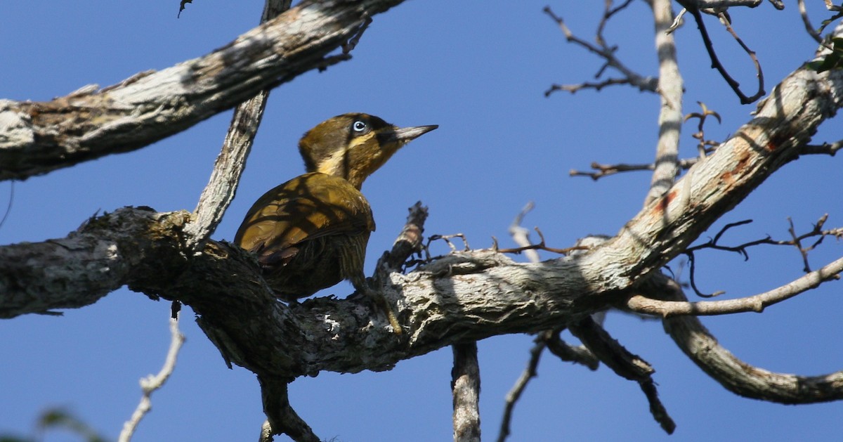 Golden-green Woodpecker - simon walkley