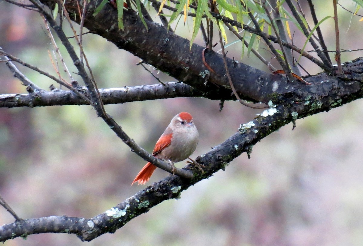 Line-cheeked Spinetail (Line-cheeked) - ML216133461