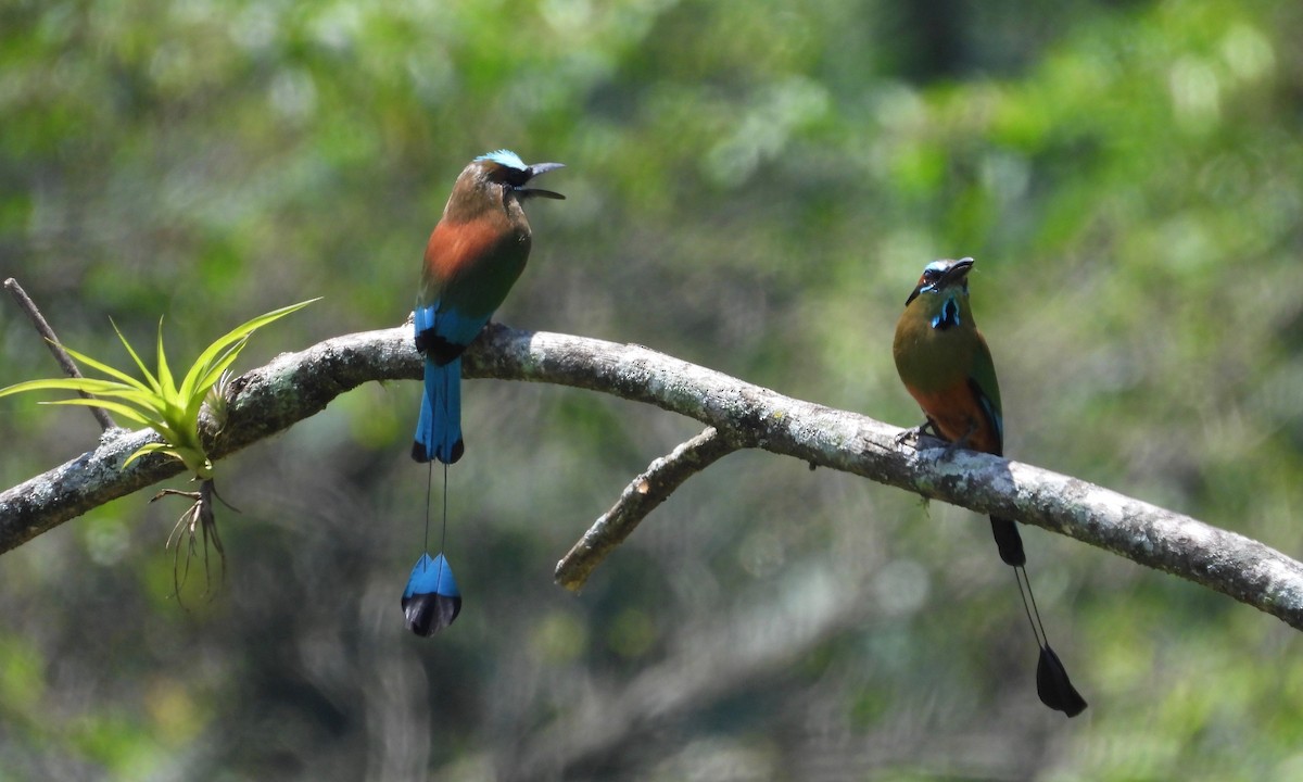 Turquoise-browed Motmot - grete pasch