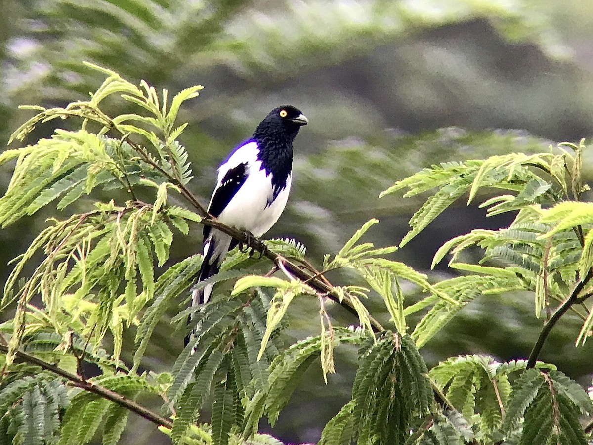 Magpie Tanager - ML216134941