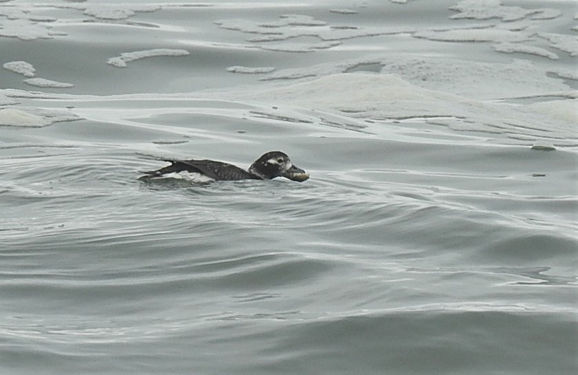 Long-tailed Duck - ML216136251