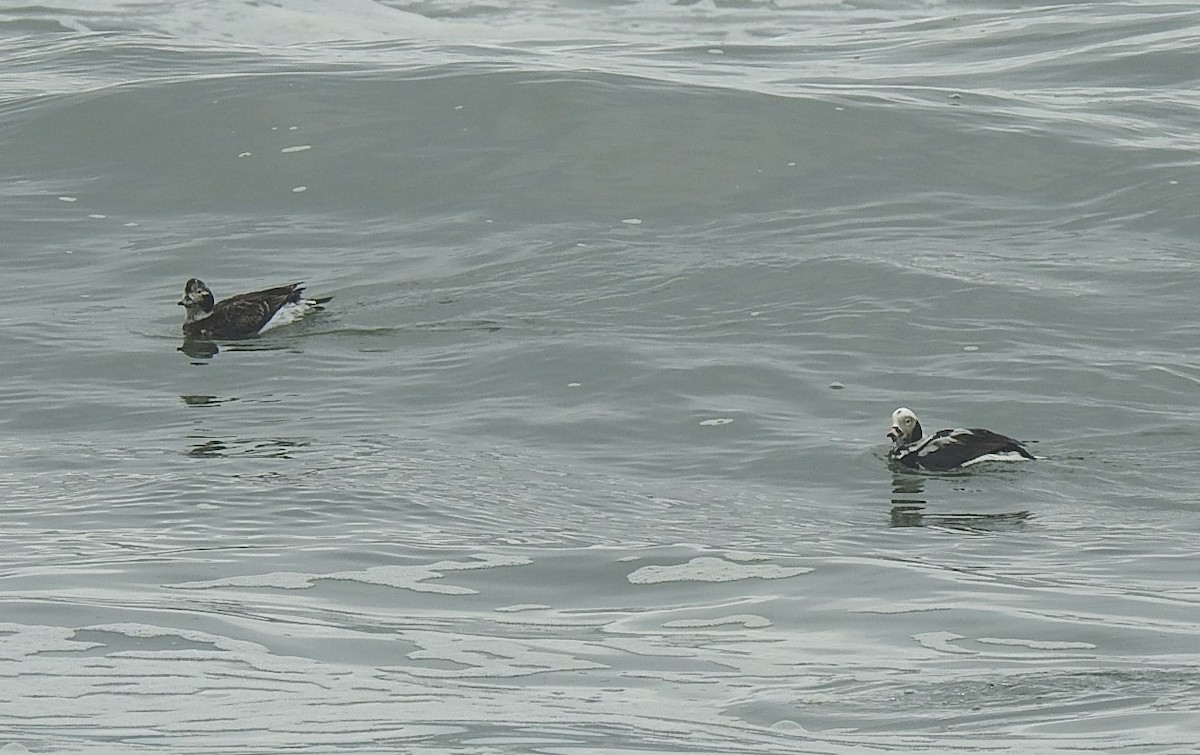 Long-tailed Duck - ML216136261