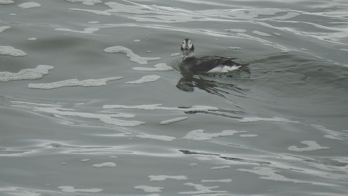 Long-tailed Duck - ML216136291