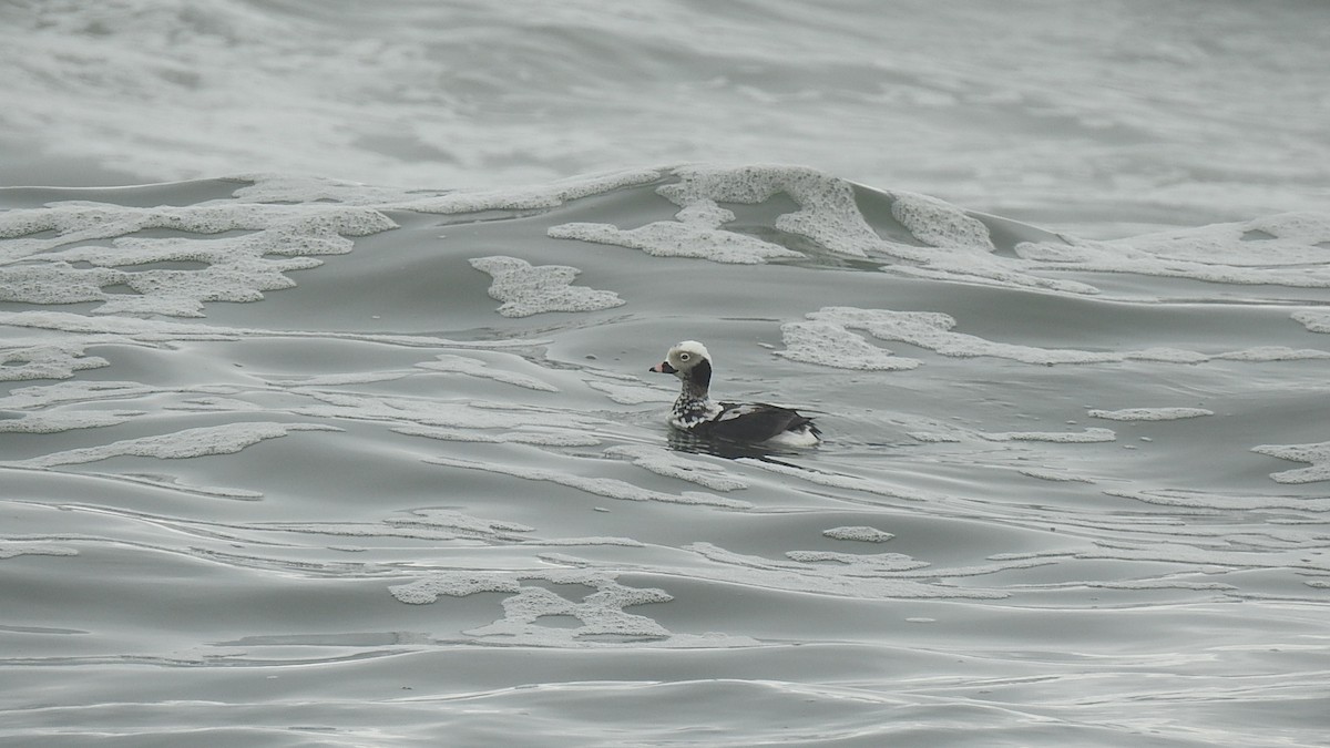 Long-tailed Duck - ML216136301
