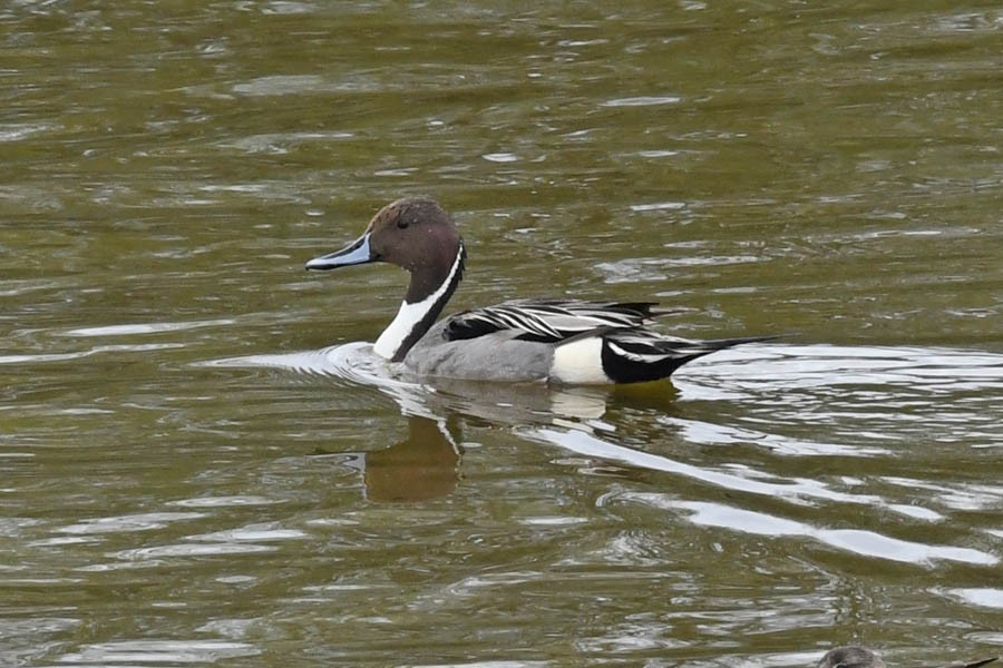 Northern Pintail - Troy Hibbitts