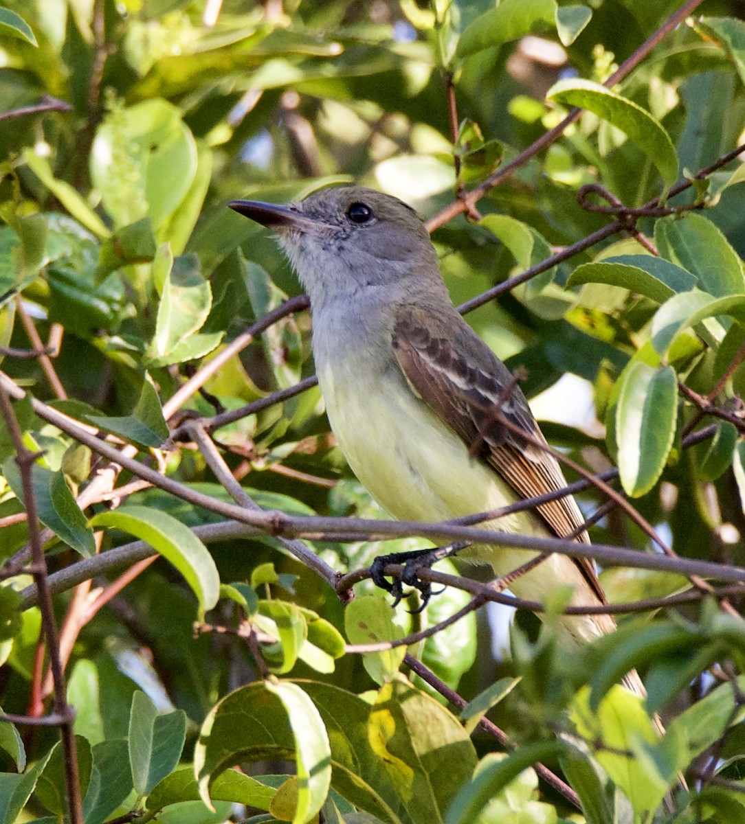 Great Crested Flycatcher - ML216147041