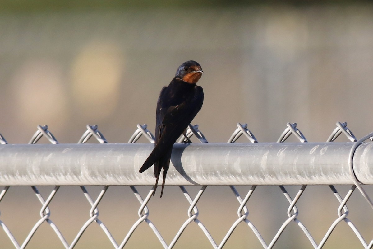 Barn Swallow - Ginger Spinelli