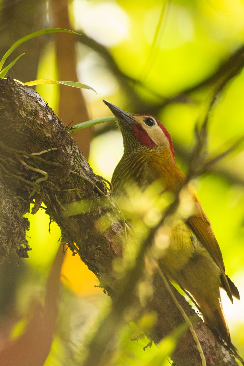 Golden-olive Woodpecker - Pablo Andrés Cáceres Contreras