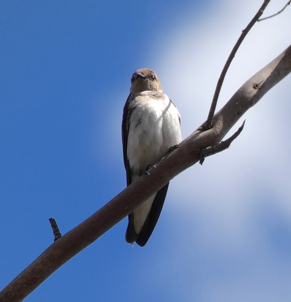 Northern Rough-winged Swallow - Barbara Wise