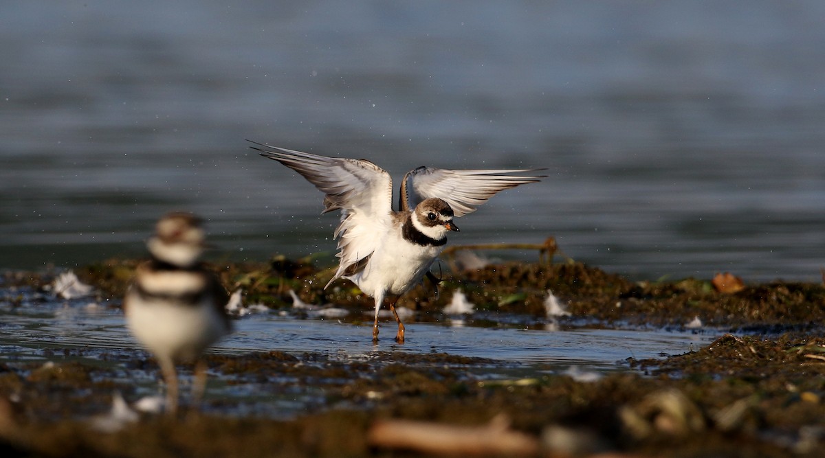 Semipalmated Plover - ML216155141