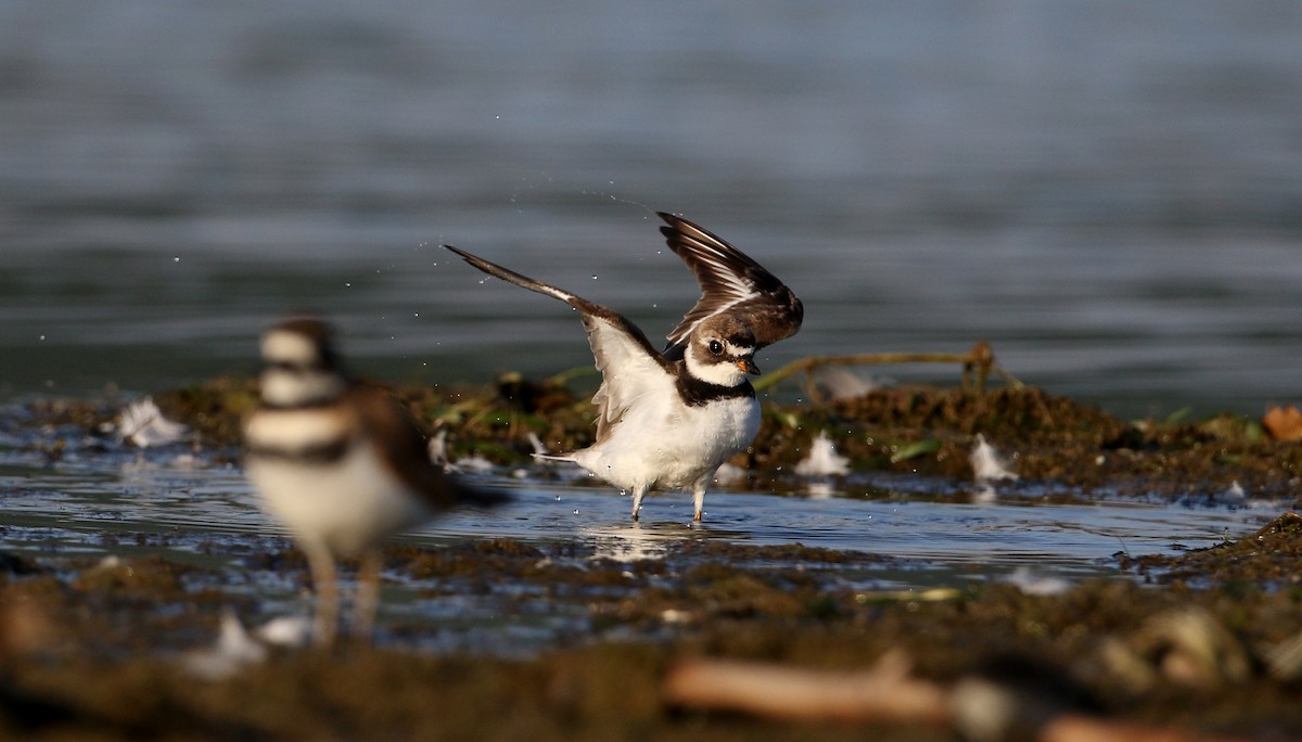 Semipalmated Plover - ML216155191