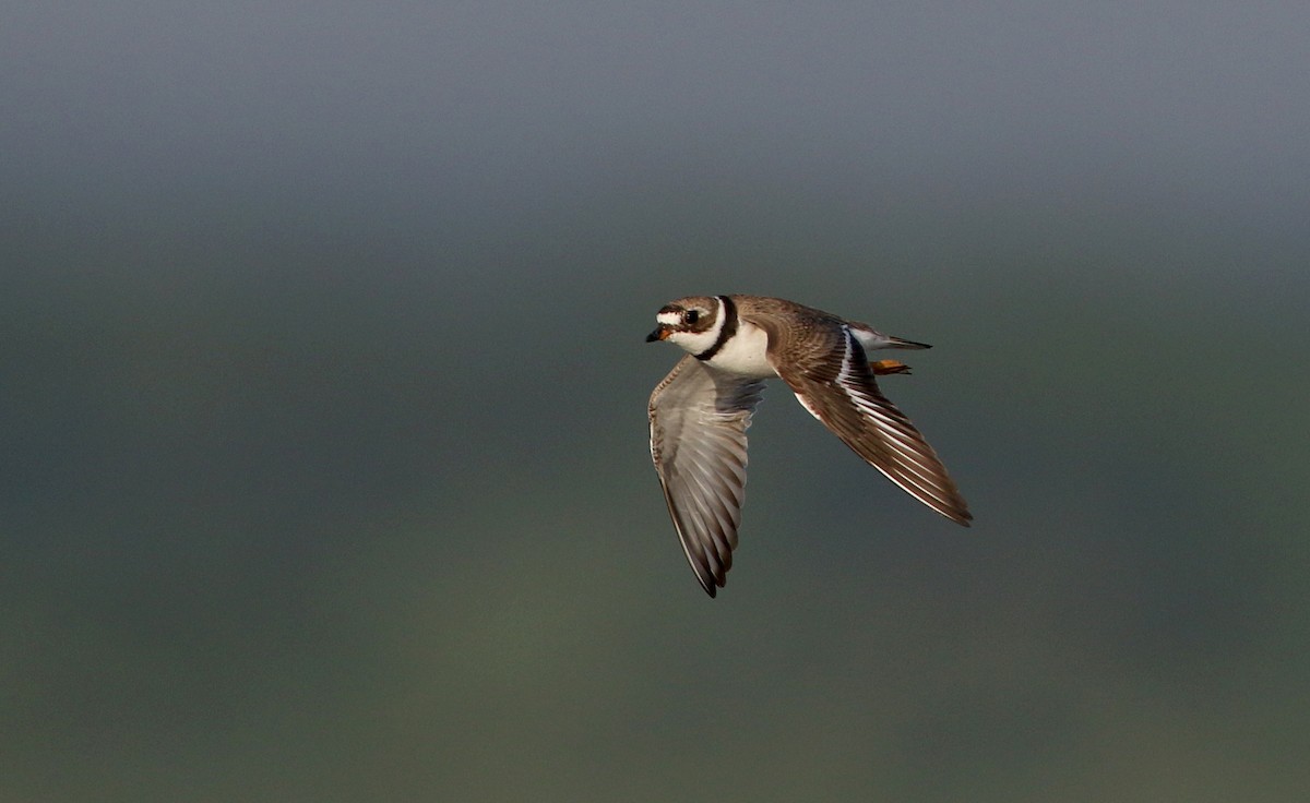 Semipalmated Plover - ML216155211
