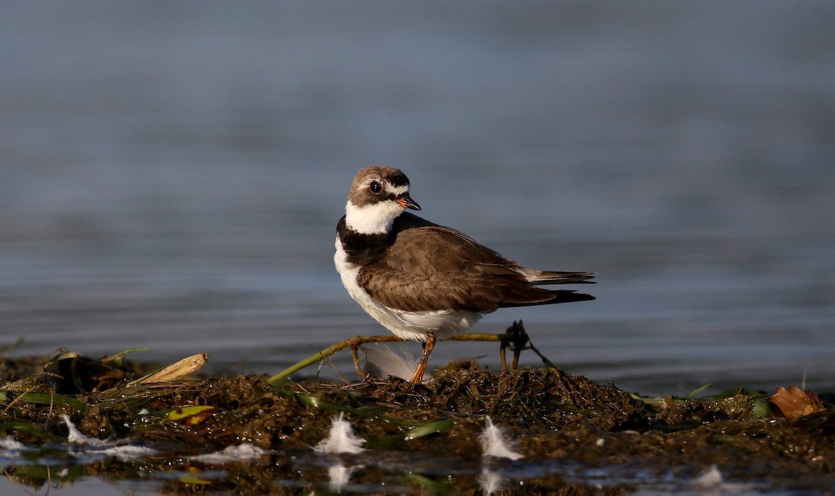 Semipalmated Plover - ML216155721