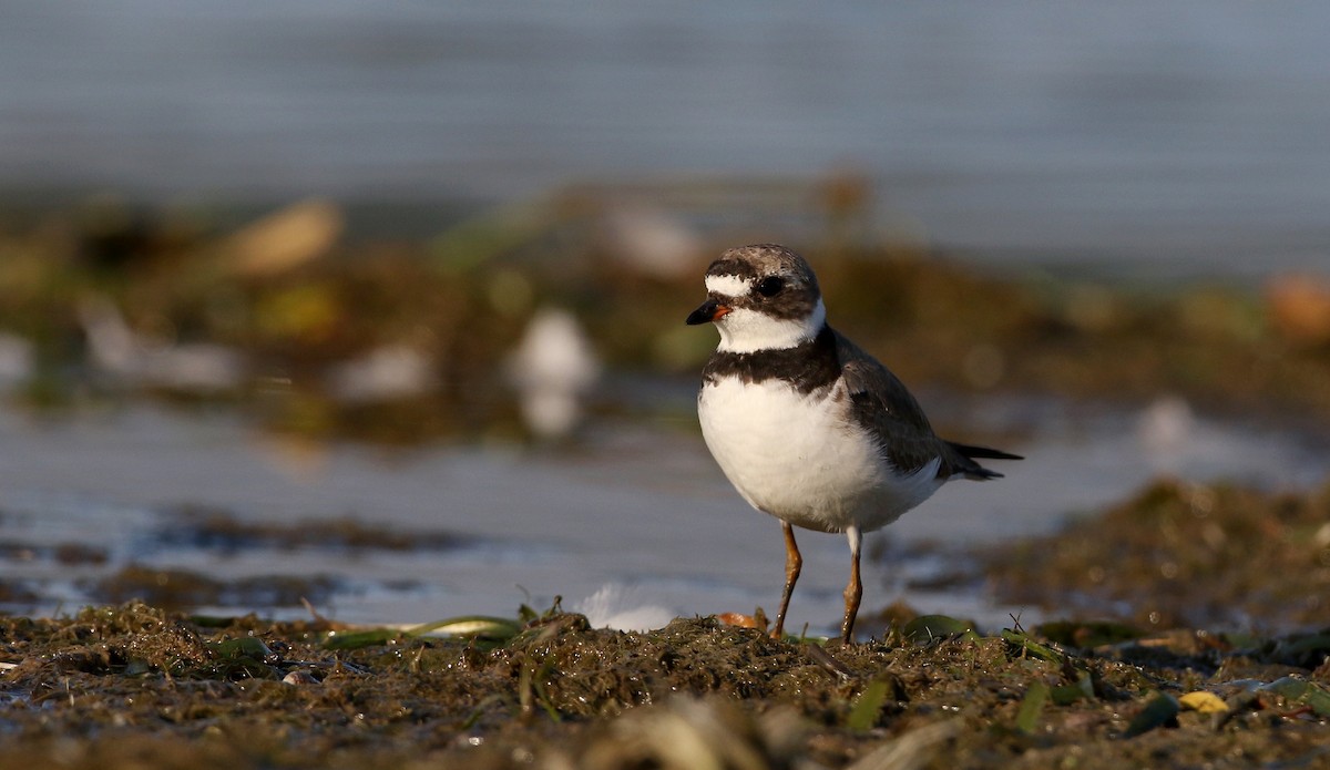 Semipalmated Plover - ML216155811