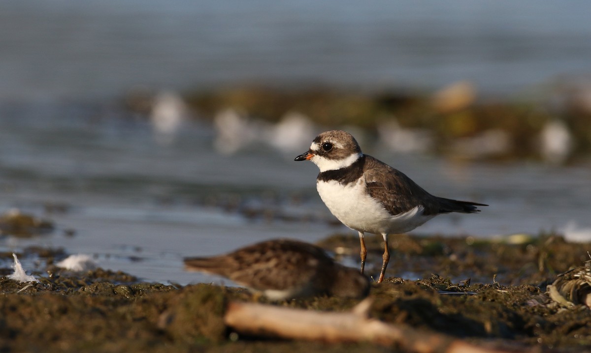 Semipalmated Plover - ML216155831