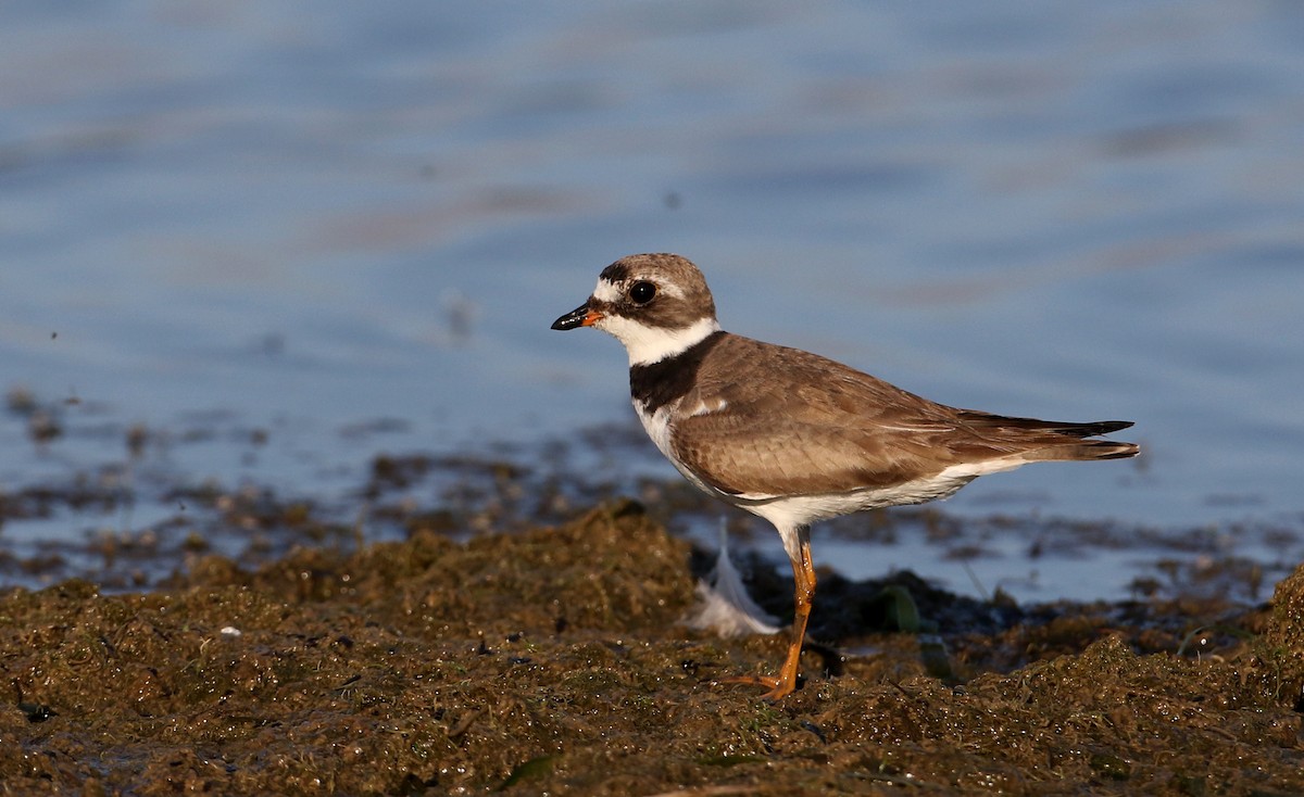 Semipalmated Plover - ML216156101