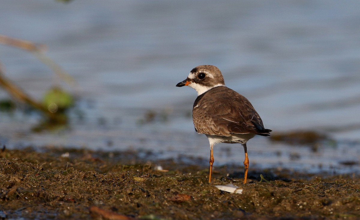 Semipalmated Plover - ML216156131