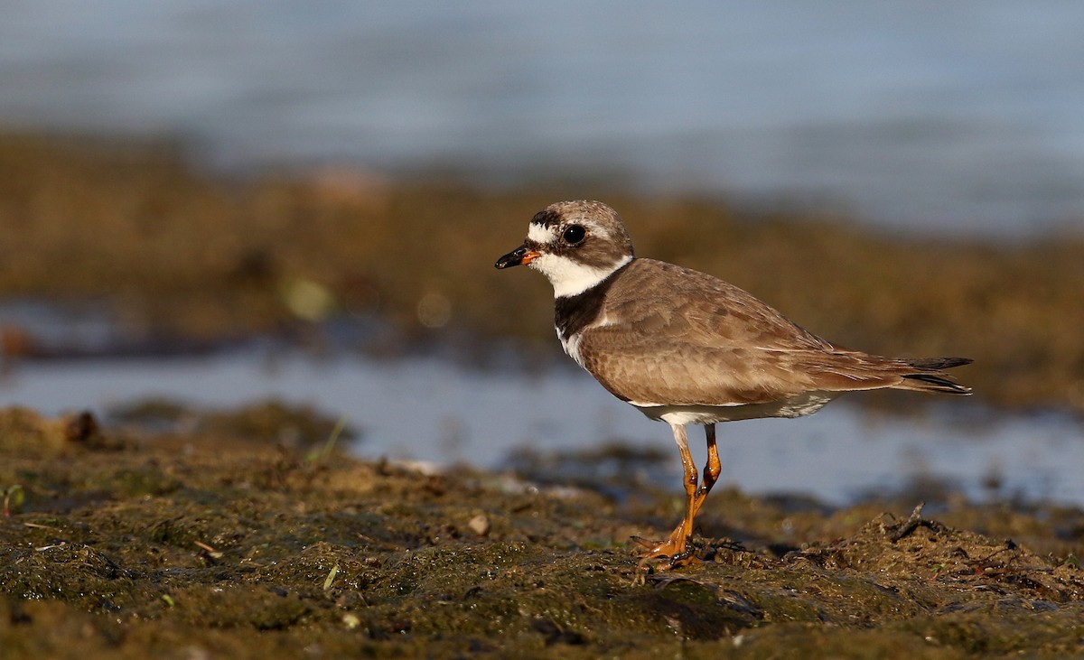 Semipalmated Plover - ML216156161