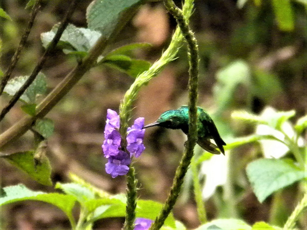 Blue-tailed Emerald - ML216156401