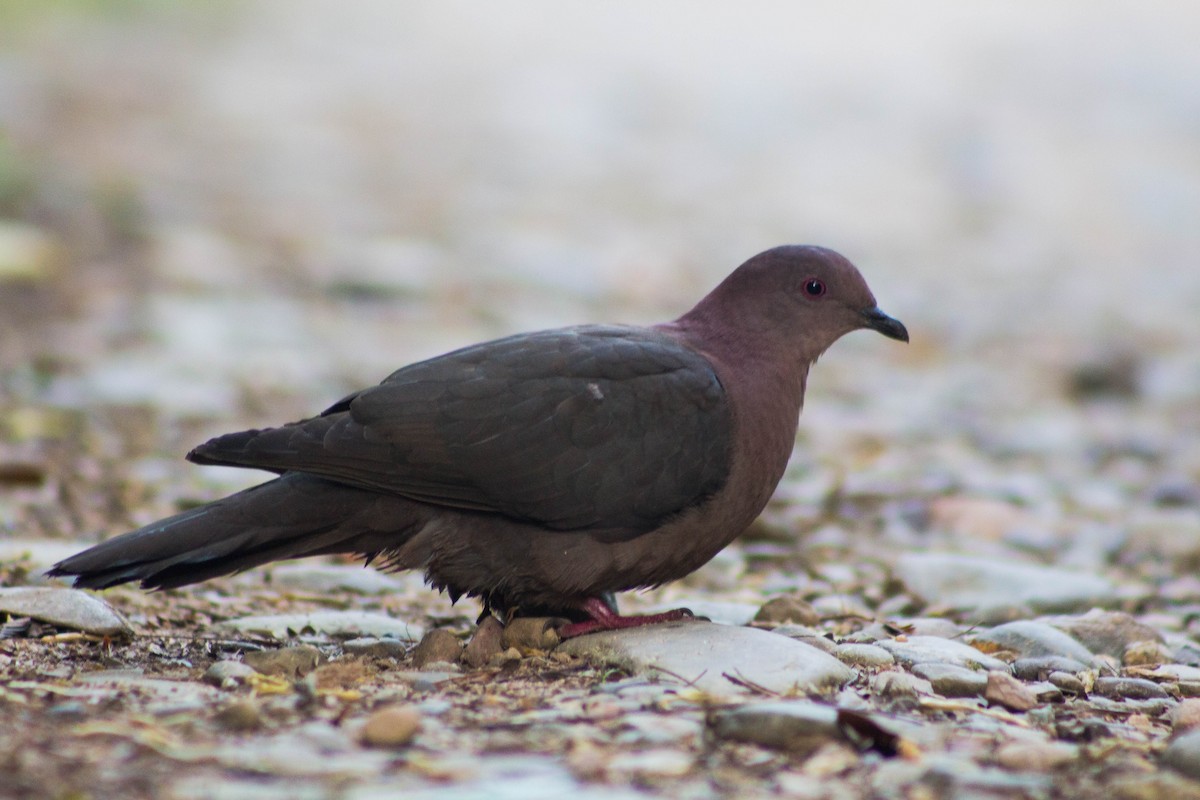 Short-billed Pigeon - Zhawn Poot