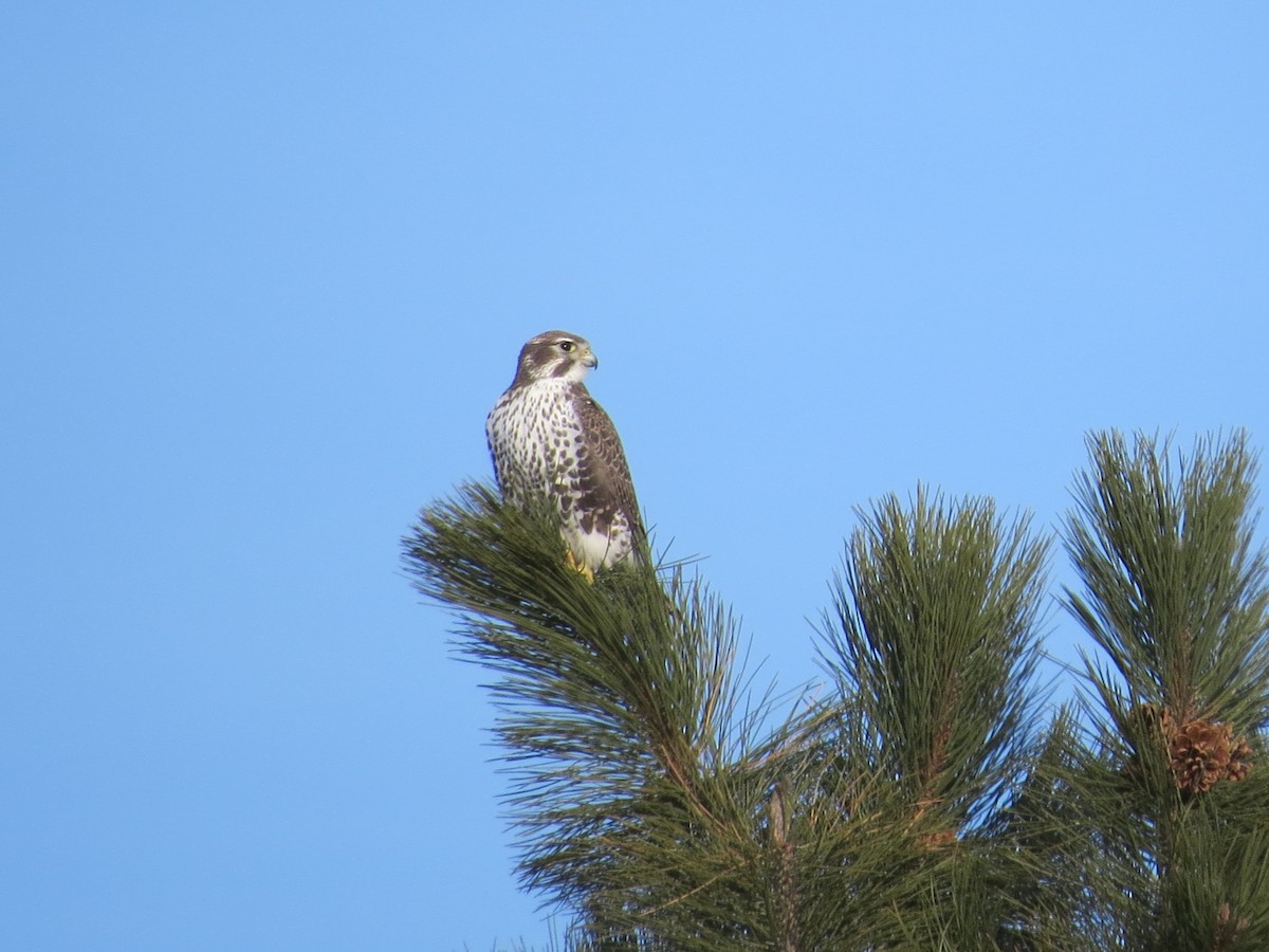 Prairie Falcon - Jan Leonard