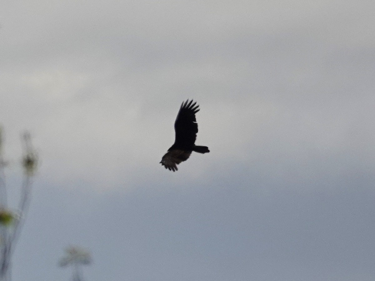 Turkey Vulture - Norman Uyeda