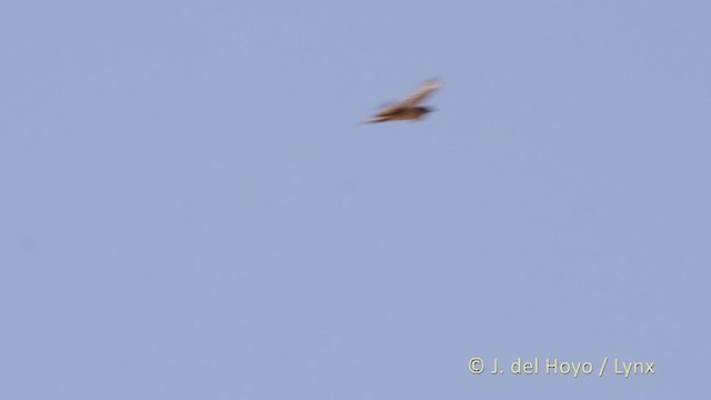 African Hawk-Eagle - ML216157881