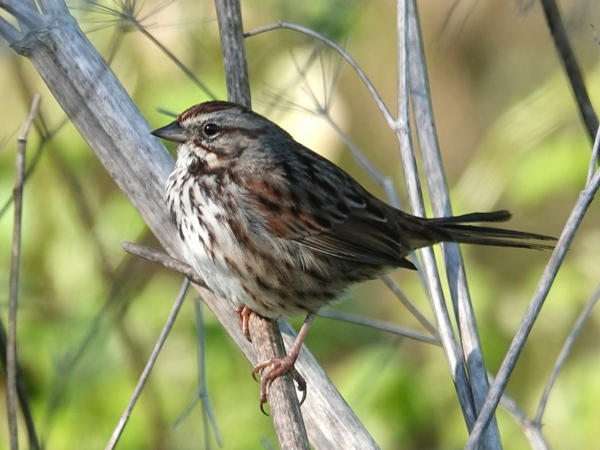 Song Sparrow - Norman Uyeda