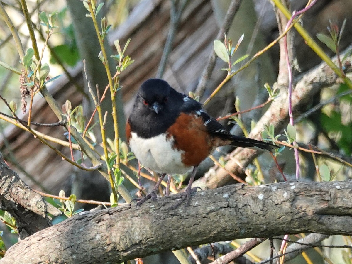 Spotted Towhee - ML216158461
