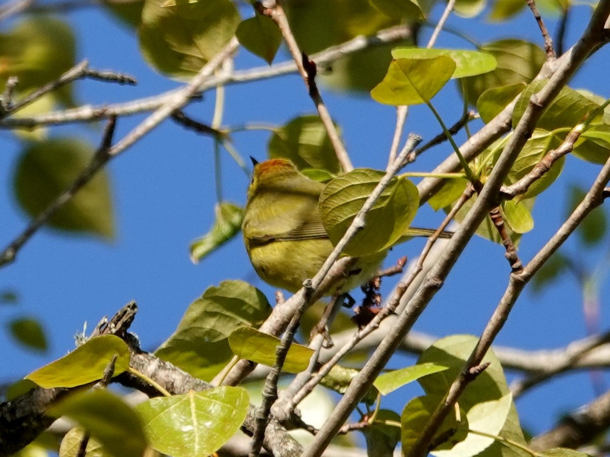 Orange-crowned Warbler - ML216158501